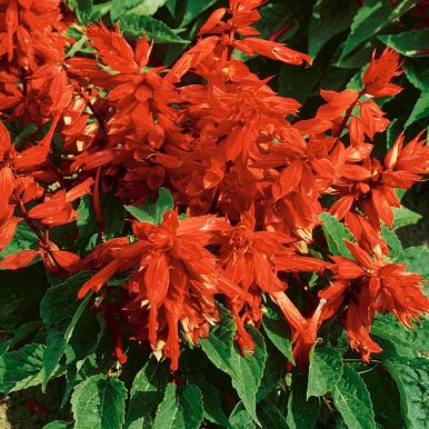 Tulisalvia 'Scarlet Piccolo'