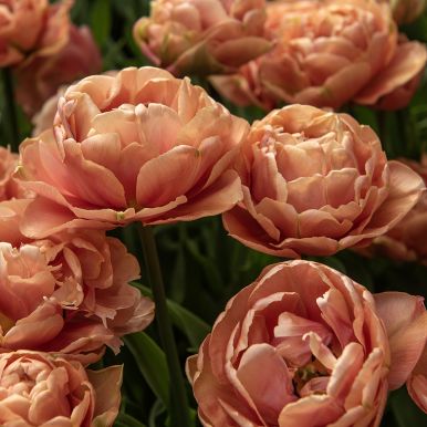 Tulppaani 'Copper Image' 7 kpl