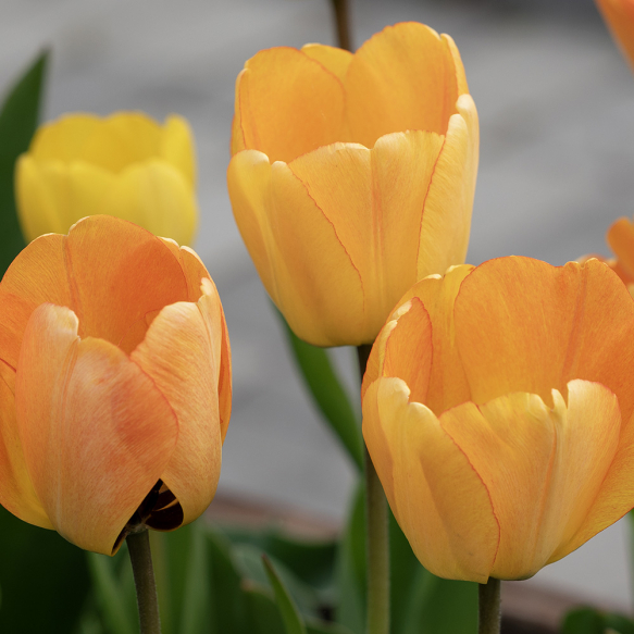Darwinhybriditulppaani 'Daydream' 10 kpl