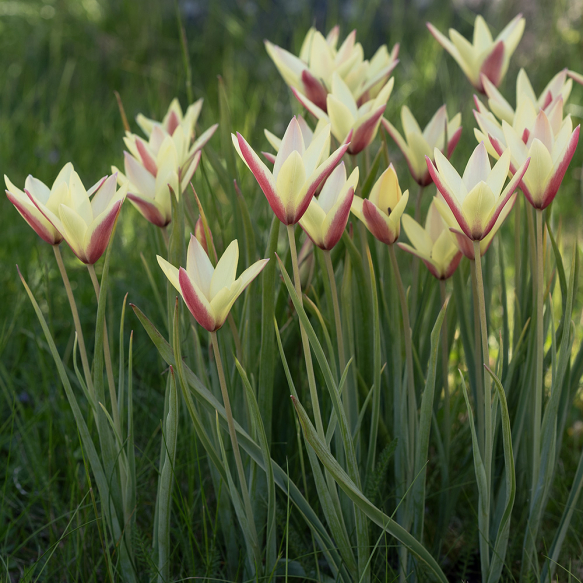 Italiantulppaani 'Cynthia' 10 kpl