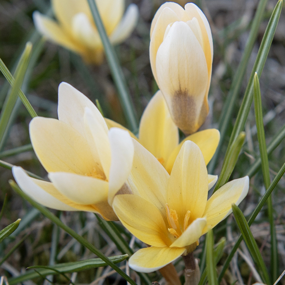 Hybridikultasahrami 'Cream Beauty' 15 kpl