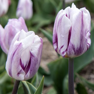 Triumftulppaani 'Flaming Flag' 80 kpl