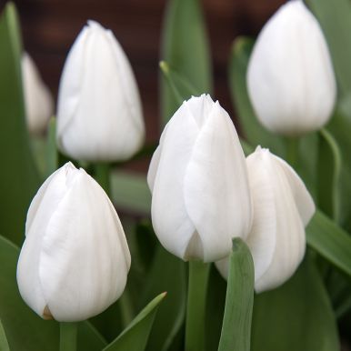 Triumphtulppaani 'Royal Virgin' 80 kpl
