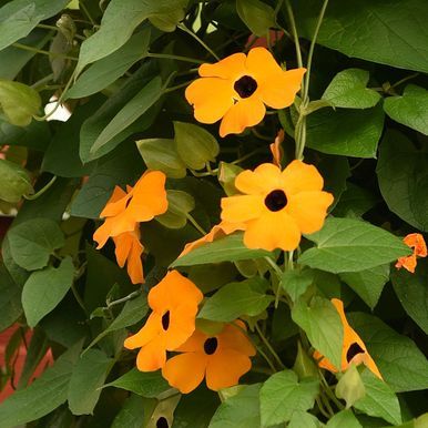 Mustasilmäsusanna 'Aurantiaca Oculata'