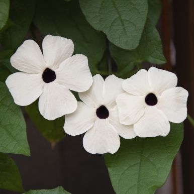 Mustasilmäsusanna 'Alba Oculata'