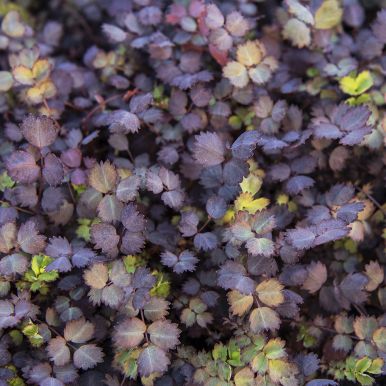 Akantti 'Purpurea'