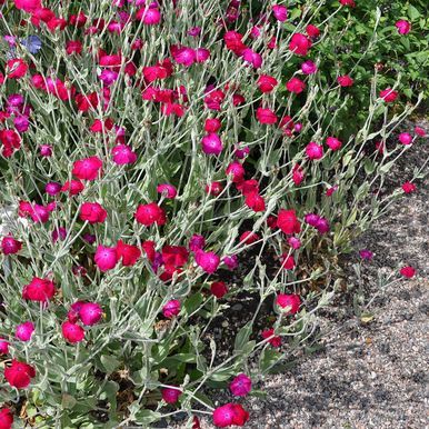 Harmaakäenkukka 'Atrosanguinea'