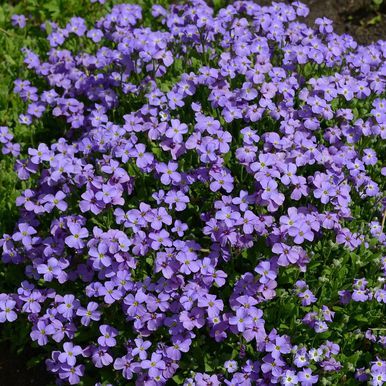 Tarharistikki 'Cascade Blue'