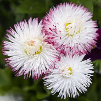 Kaunokainen 'Habanera White with Red Tips'