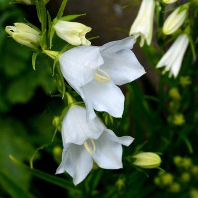 Kurjenkello 'Alba'