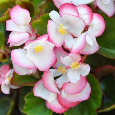 Kesäbegonia F1 'Super Olympia Bicolor'