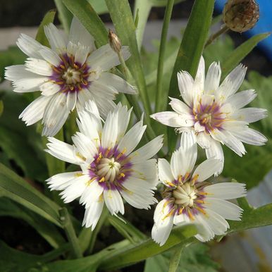 Silmäkatana 'Bicolor'