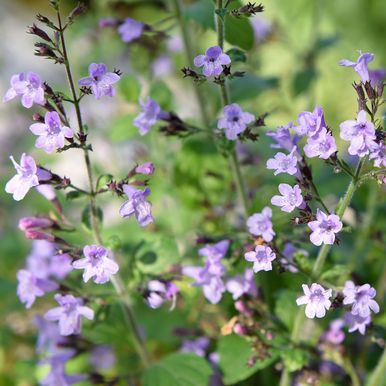 Kivikkokäenminttu 'Marvelette Blue'