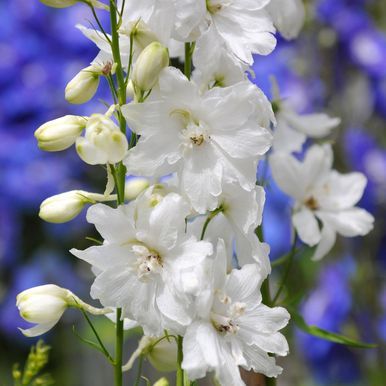 Jaloritarinkannus F1 'Guardian White'