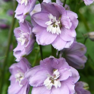 Jaloritarinkannus 'Magic Fountains Cherry White Bee'