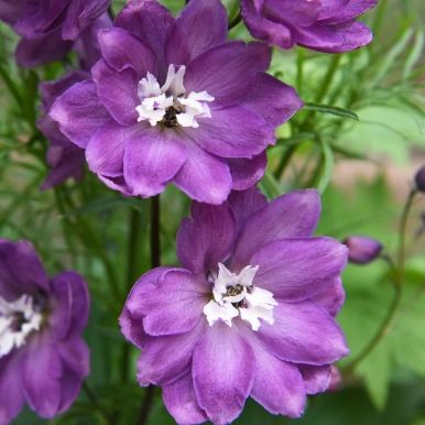 Jaloritarinkannus 'Magic Fountains Lilac White Bee'