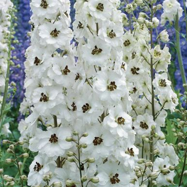 Jaloritarinkannus 'Percival'