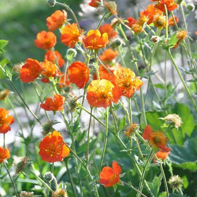 Tulikellukka 'Borisii'