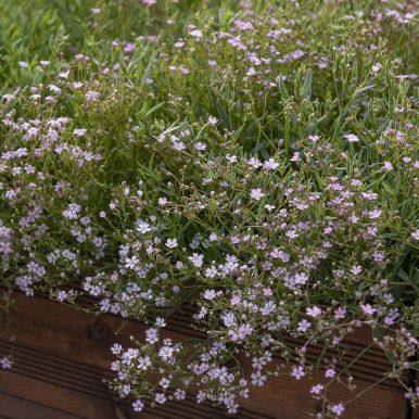 Mätäsharso 'Rosea'