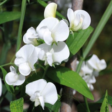 Ruusunätkelmä 'White Pearl'