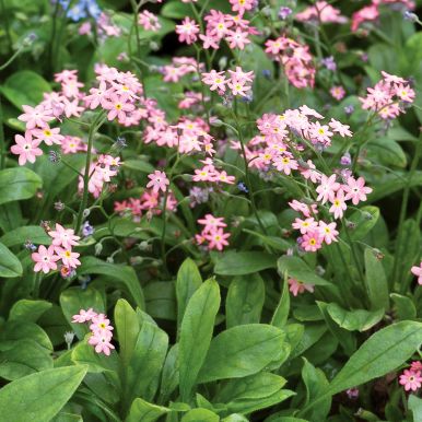 Puistolemmikki 'Victoria Rosea'