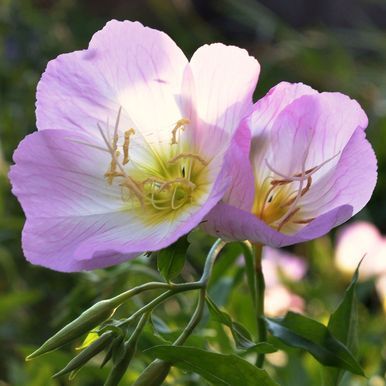 Hopeahelokki 'Pink Petticoats'