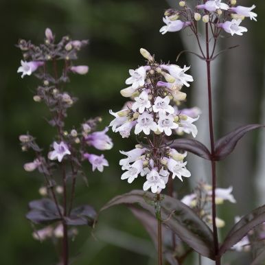 Täpläpipo 'Mystica'