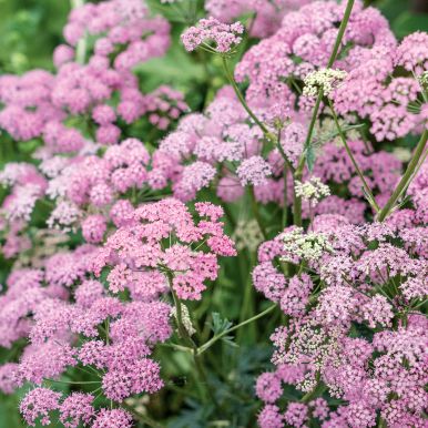 Isopukinjuuri 'Rosea'