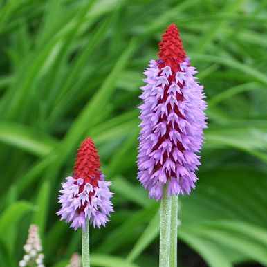 Tähkäesikko 'Orchid Primrose'