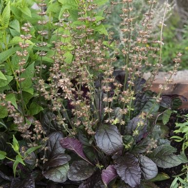 Lyyrasalvia 'Purple Volcano'