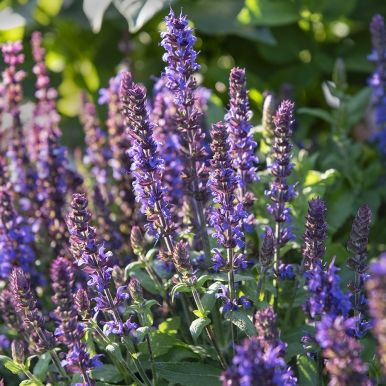 Lehtosalvia 'Merleau Blue'