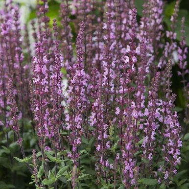 Lehtosalvia 'Merleau Rose'