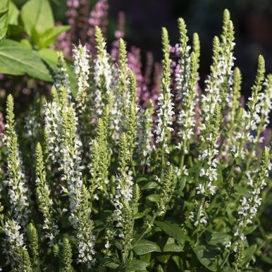 Lehtosalvia 'Merleau White'