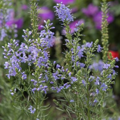 Sulkatädyke 'Blue Feathers'