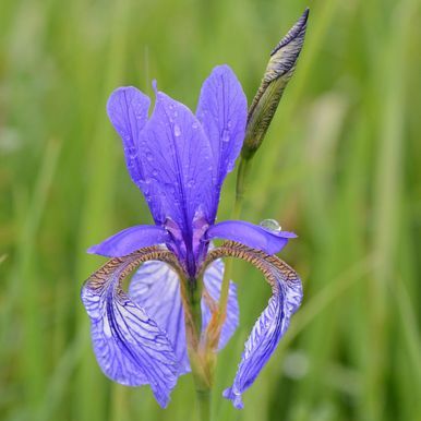 Siperiankurjenmiekka 'New Hybrids'