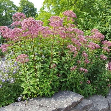 Täpläpunalatva 'Atropurpureum'