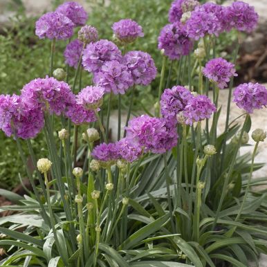 Maljalaukkaneilikka 'Ballerina Lilac'