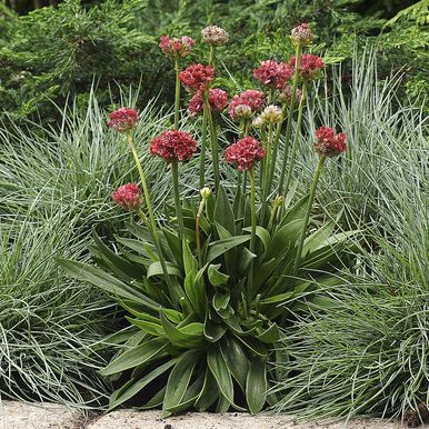 Maljalaukkaneilikka 'Ballerina Red'