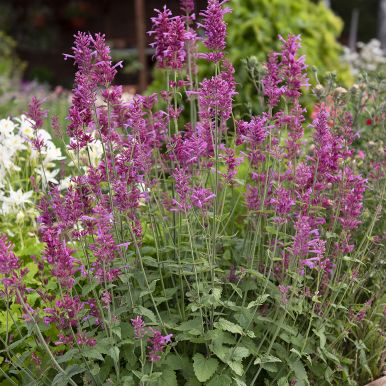 Kesäiiso 'Heather Queen'