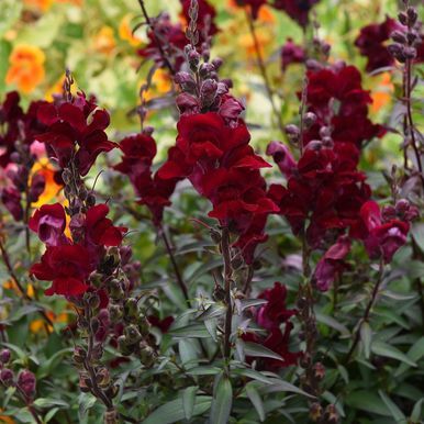 Leijonankita 'Black Prince'