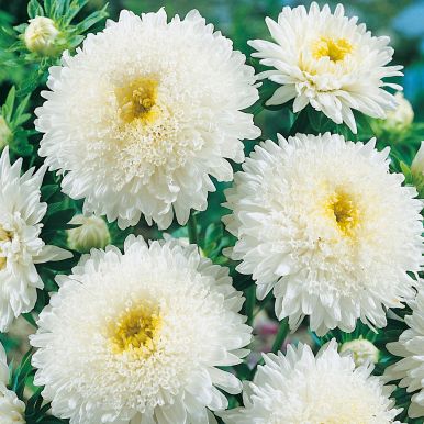 Kiinanasteri 'Princess White'