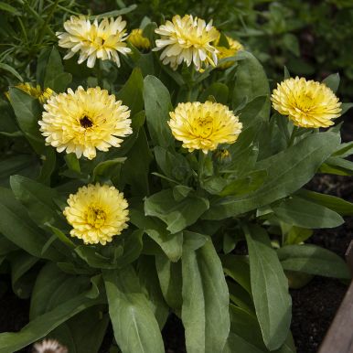 Tarhakehäkukka 'Costa Light Yellow'