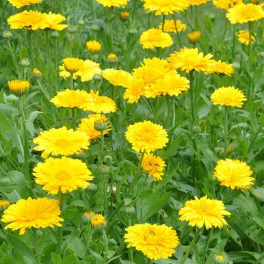 Tarhakehäkukka 'Yellow Colossal'