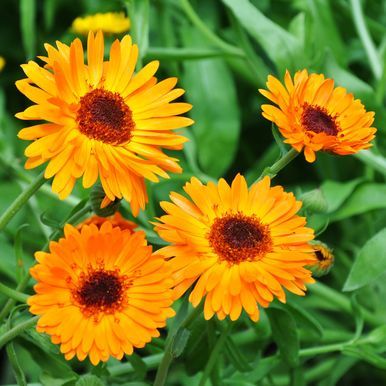 Tarhakehäkukka 'Black-Centered Orange Princess'