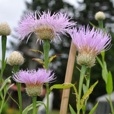 Isokaunokki 'Rosy Lilac'