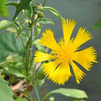 Keltainen tuoksukaunokki