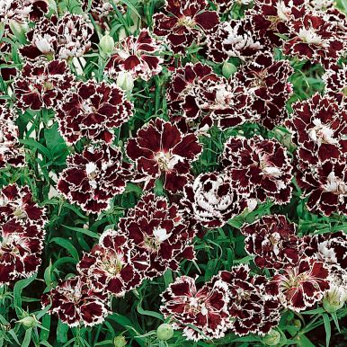 Kiinanneilikka 'Black & White Chianti'
