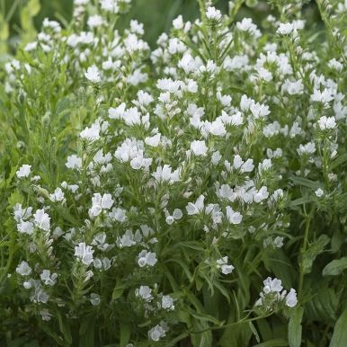 Piiankieli 'White Bedder'