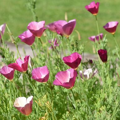 Kaliforniantuliunikko 'Purple Gleam'