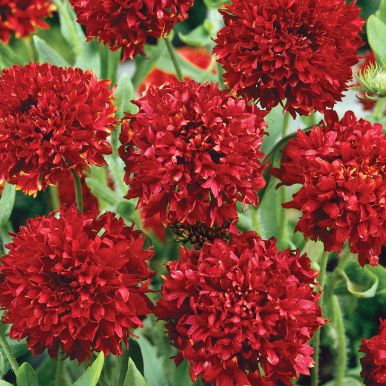 Kesäsädekukka 'Red Plume'